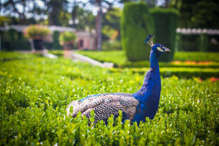 Peacock in a public park, (Retiro Park), Madrid.の写真素材