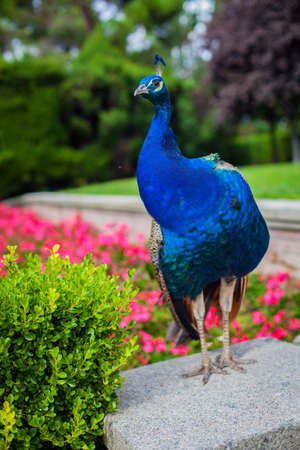 Peacock in a public park, (Retiro Park), Madrid.の写真素材