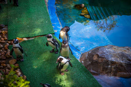 Penguin in zoo. Madrid, Spain. Picture taken - 26 September 2021.のeditorial素材