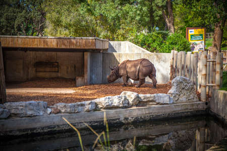 Indian rhinoceros it Madrid zoo, Spain. Picture taken - 26 September 2021.のeditorial素材
