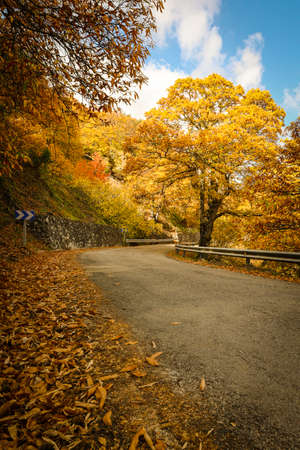 Chestnut forest in the Genal Valley, Spain.の写真素材