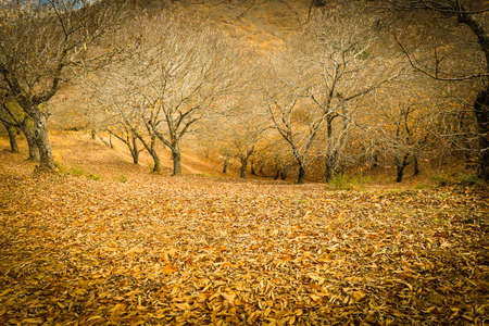 Chestnut forest in the Genal Valley, Spain.の写真素材