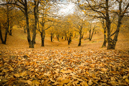 Chestnut forest in the Genal Valley, Spain.の写真素材