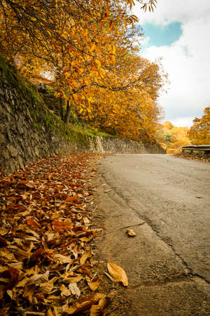 Chestnut forest in the Genal Valley, Spain.の写真素材