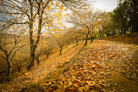 Chestnut forest in the Genal Valley, Spain.の写真素材