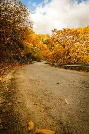 Chestnut forest in the Genal Valley, Spain.の写真素材