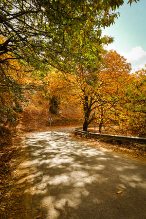 Chestnut forest in the Genal Valley, Spain.の写真素材