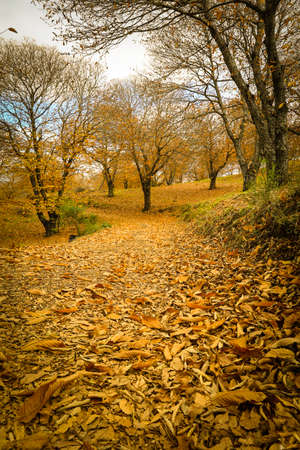 Chestnut forest in the Genal Valley, Spain.の写真素材