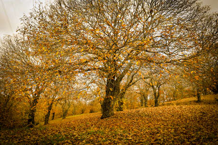 Chestnut forest in the Genal Valley, Spain.の写真素材