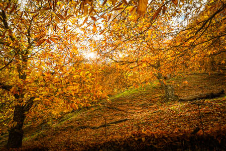 Chestnut forest in the Genal Valley, Spain.の写真素材