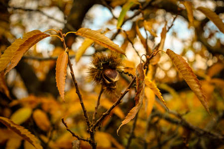 Chestnut forest in the Genal Valley, Spain.の写真素材