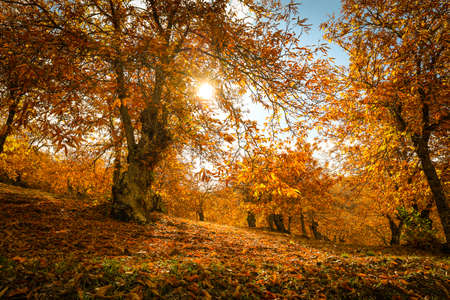 Chestnut forest in the Genal Valley, Spain.の写真素材