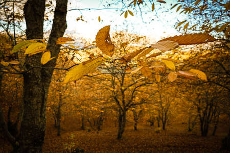 Chestnut forest in the Genal Valley, Spain.の写真素材