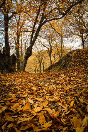 Chestnut forest in the Genal Valley, Spain.の写真素材