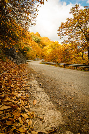Chestnut forest in the Genal Valley, Spain.の写真素材