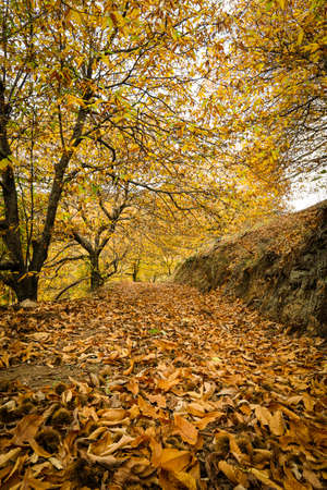 Chestnut forest in the Genal Valley, Spain.の写真素材