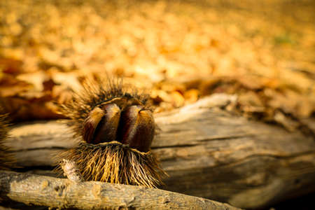 Chestnut forest and chestnut fruits in the Genal Valley, province of Malaga. Spain.の写真素材