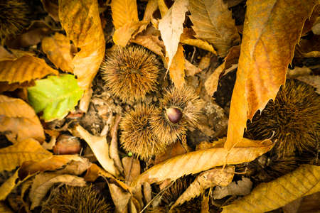 Chestnut forest and chestnut fruits in the Genal Valley, province of Malaga. Spain.の写真素材