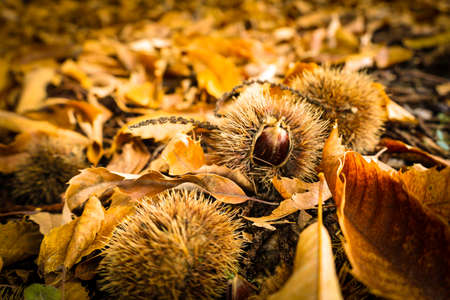 Chestnut forest and chestnut fruits in the Genal Valley, province of Malaga. Spain.の写真素材