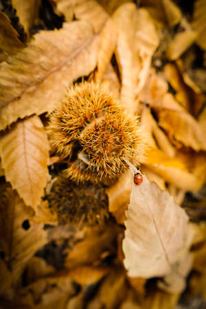Chestnut forest and chestnut fruits in the Genal Valley, province of Malaga. Spain.の写真素材