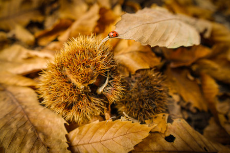 Chestnut forest and chestnut fruits in the Genal Valley, province of Malaga. Spain.の写真素材