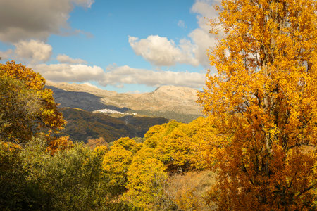 Landscape. Chestnut forest in the Genal Valley, Spain.の写真素材