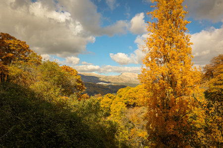 Landscape. Chestnut forest in the Genal Valley, Spain.の写真素材