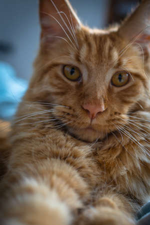 Portrait of Red Maine Coon Domestic Cat.の写真素材