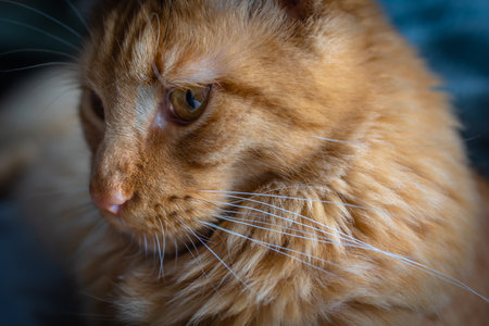 Portrait of Red Maine Coon Domestic Cat.の写真素材