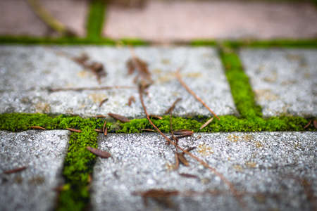 Moss. The park's stone path is covered in green moss.の写真素材