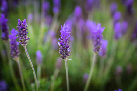Lavender. Blossoming Lavender flowers background. Purple flowers of lavender.の写真素材