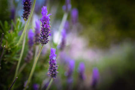 Lavender. Blossoming Lavender flowers background. Purple flowers of lavender.の写真素材
