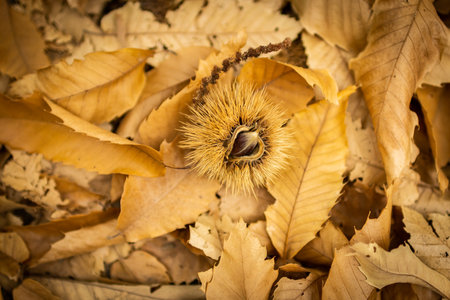 Autumn background with chestnuts and fallen leaves. Shallow depth of fieldの写真素材