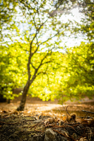 Blurred image of tree in forest with bokeh background.の写真素材
