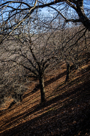 Beautiful autumn landscape with bare trees and dry leaves on the hillsの写真素材
