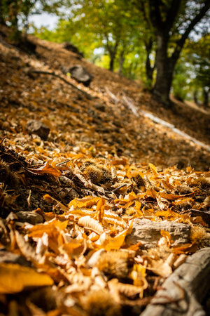 Fallen leaves on the ground in the autumn park. Selective focus.の写真素材