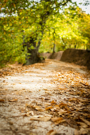 Autumn landscape with yellow leaves on the ground and a path in the backgroundの写真素材