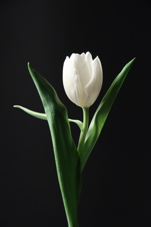 White tulip against the black backgroundの写真素材