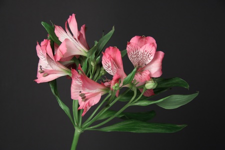 Alstroemeria flowers の写真素材