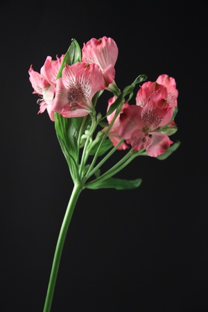 Alstroemeria flowersの写真素材
