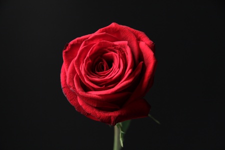 Red roseの写真素材