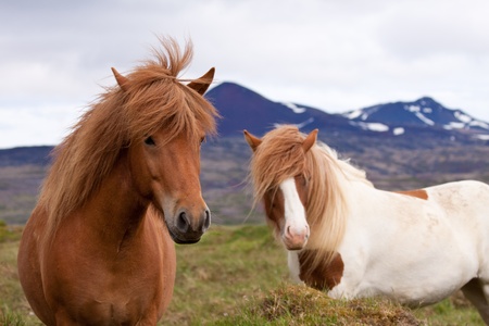 Two icelandic horses standing in a fieldの写真素材