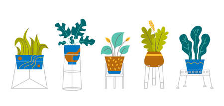 A set of trendy potted plants and flowers for the home. Various houseplants and flowers in stands isolated on white background. Monstera, cactus, strelitzia and oxalis. Color flat vector illustration.のイラスト素材