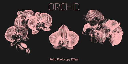 Vintage set of different orchids with a retro photocopy effect. Y2k grunge flower elements with a grainy effect and stippling. Vector illustration.のイラスト素材