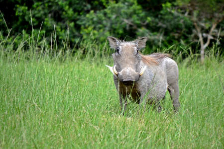 warthog in a wildの写真素材