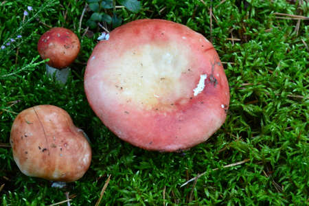 russula mushrooms in the forestの写真素材