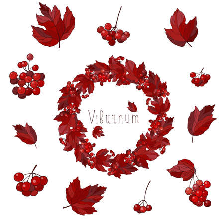 Round season wreath with berries and leaves of viburnum isolated on white. For seasonal design, announcements, postcards, posters.のイラスト素材