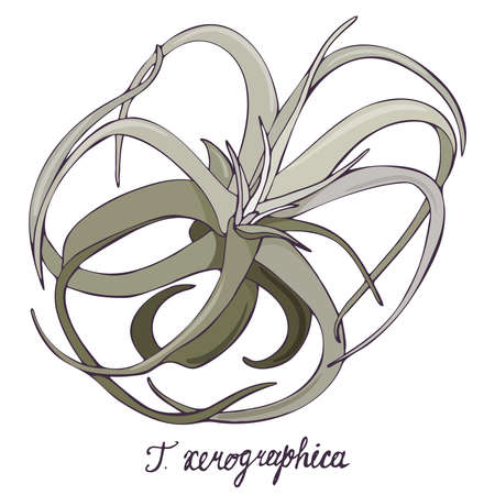 Vector illustration of Tillandsia xerographica isolated on white background. Hand drawn exotic aerial plantのイラスト素材