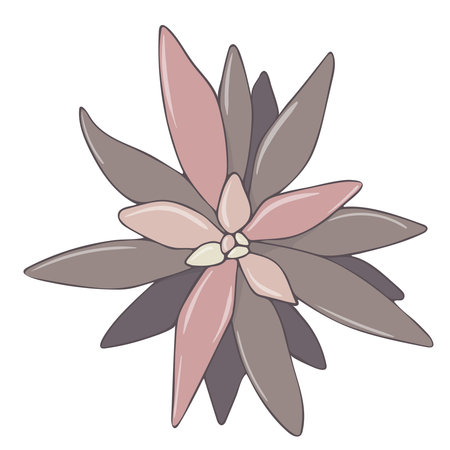 Vector hand drawn floral illustration of Echeveria affinis. Color image of succulentのイラスト素材
