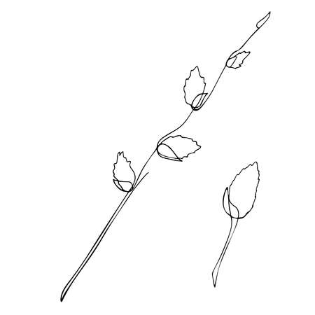 Willow branch drawn with one line. Spring minimalistic vector illustration isolated on white backgroundのイラスト素材